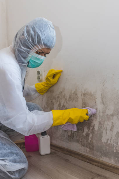 Reliable Ohkay Owingeh, NM Mold Removal Solutions