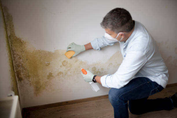 Best Mold Remediation for Healthcare Facilities  in Ohkay Owingeh, NM